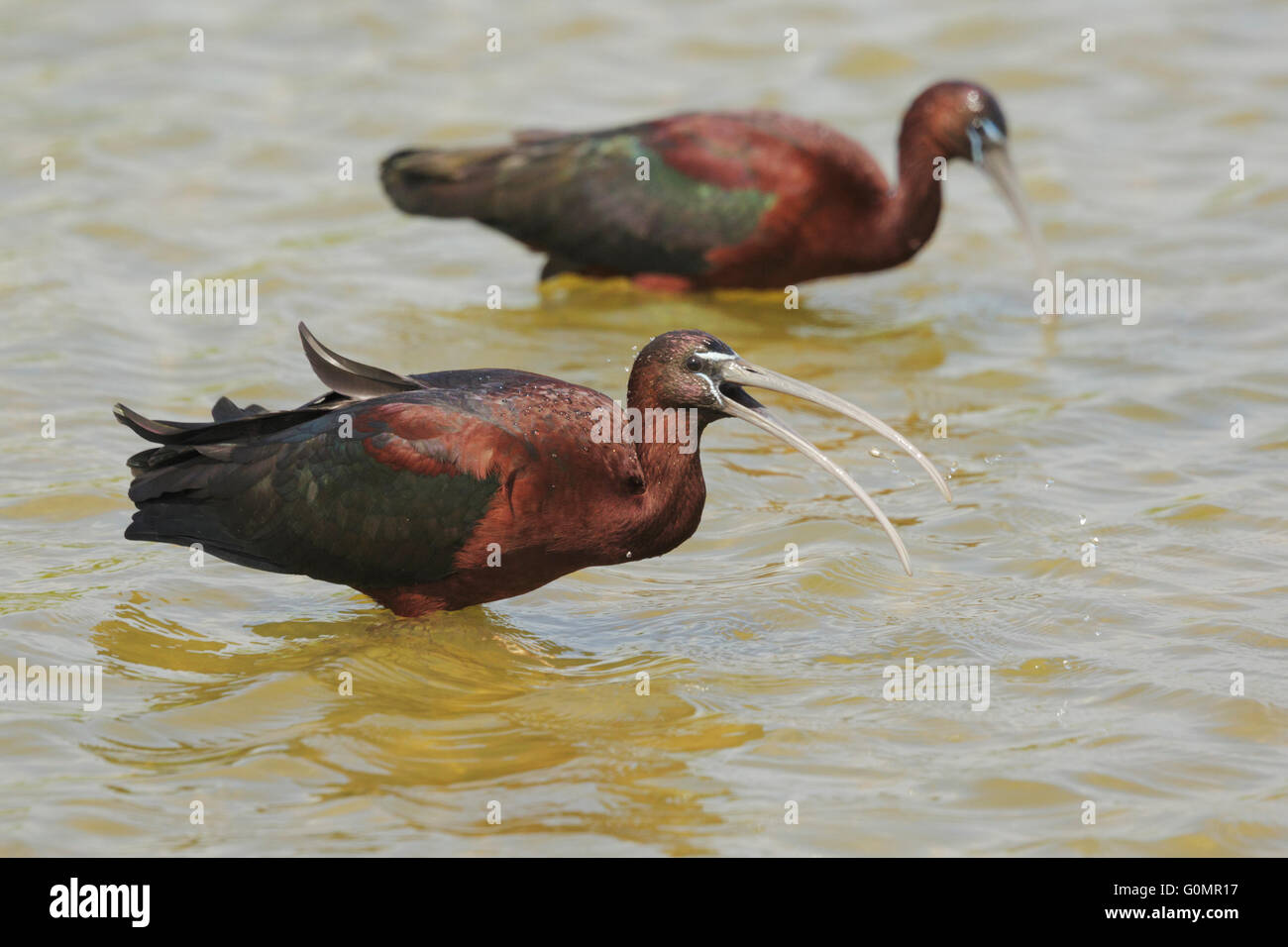 The glossy ibis (Plegadis falcinellus) Stock Photo
