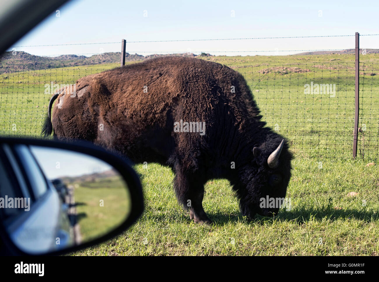 Buffalo in Oklahoma you can see right from your car window Stock Photo