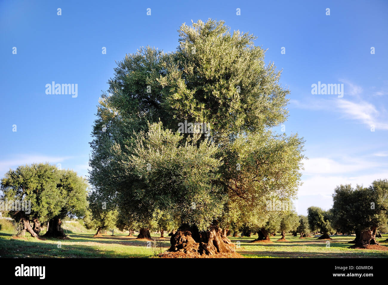 ancient secular olive tree in the countryside of Apulia, southern Italy