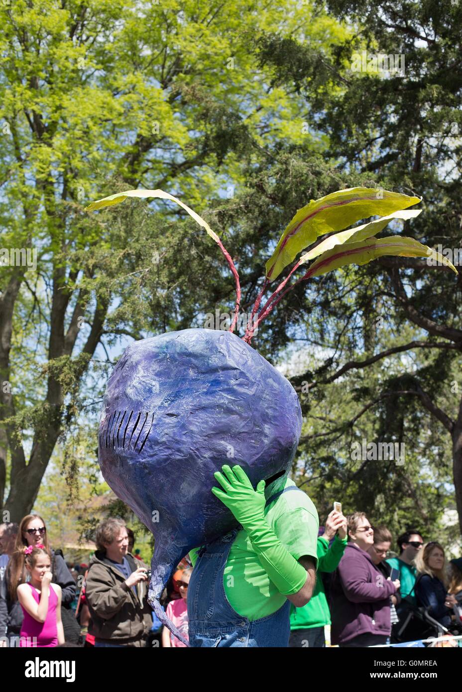 A person dressed as a giant turnip at the May Day celebration including parade and festival in Minneapolis, Minnesota, USA. Stock Photo