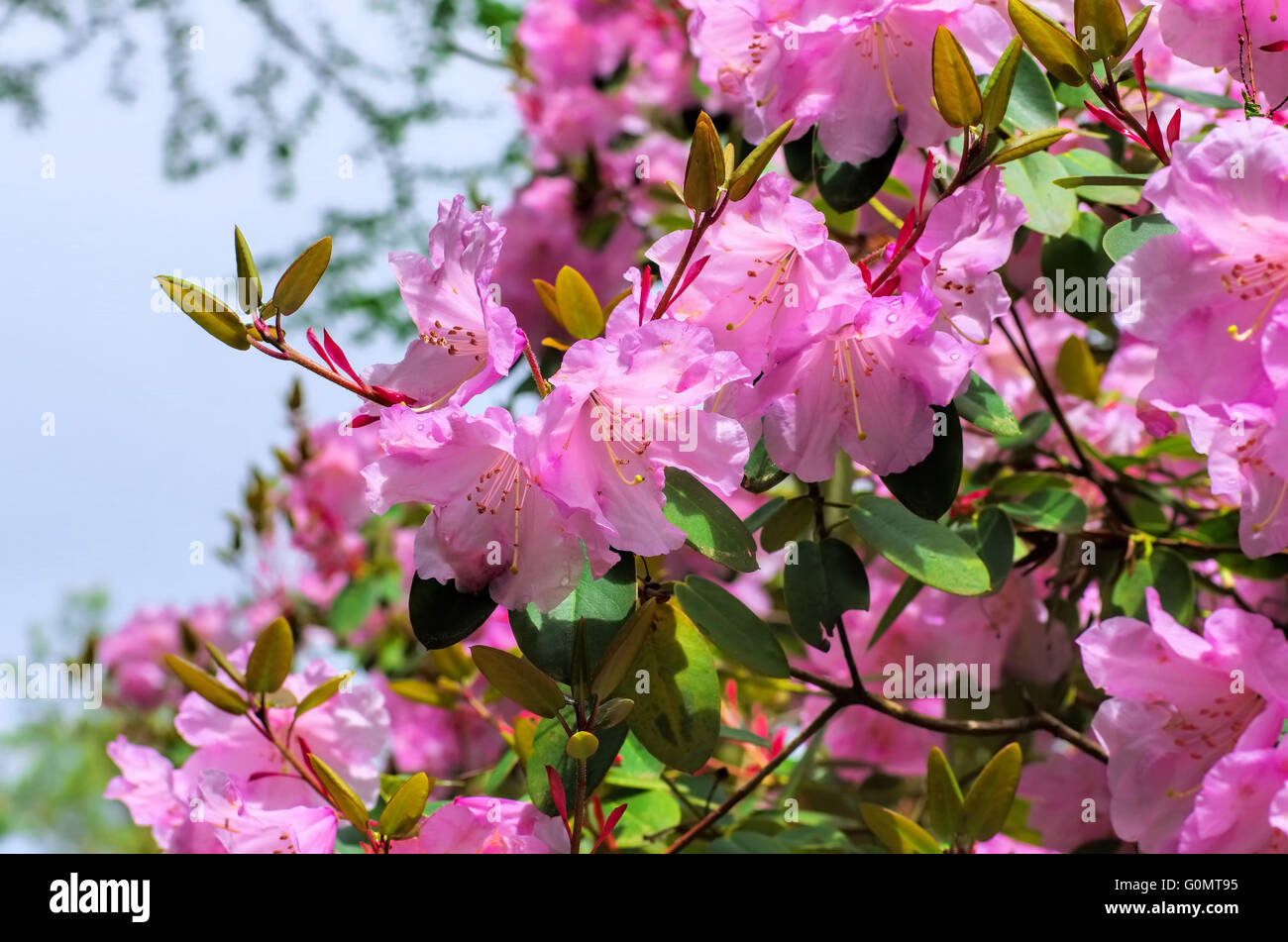 Rhododendron williamsianum Wega im Frühling -Rhododendron williamsianum Wega plant in spring Stock Photo