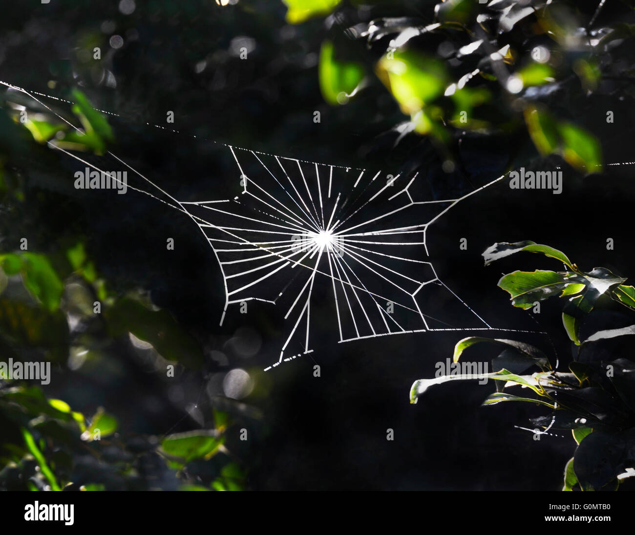 Unusual Spiderweb Shape, Barren Grounds Nature Reserve, Berry, New South Wales, Australia Stock Photo
