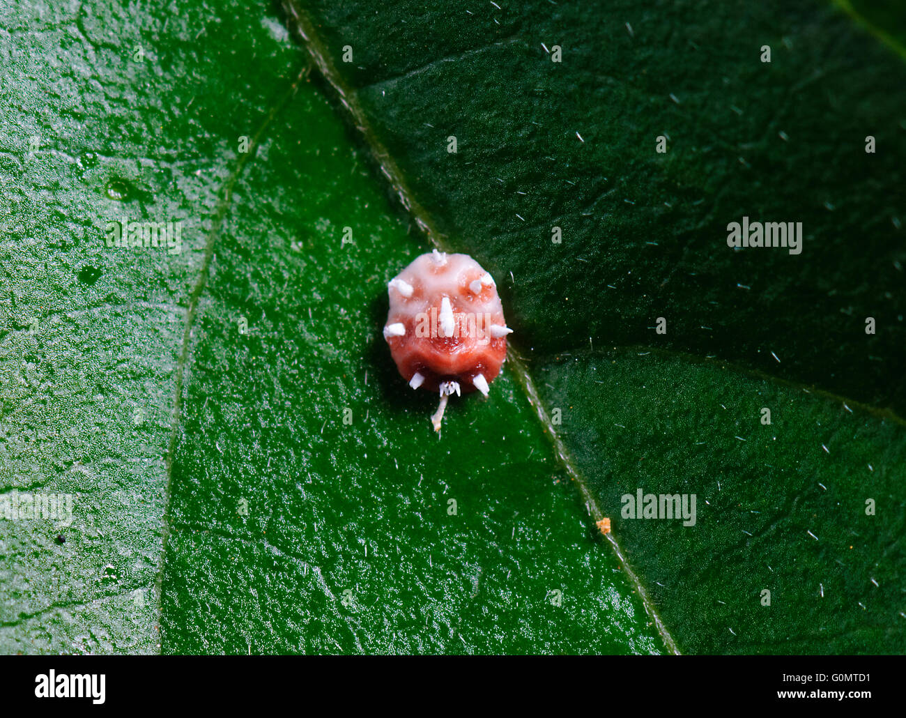 Pink Wax Scale Insect, Ceroplastes rubens, New South Wales, Australia