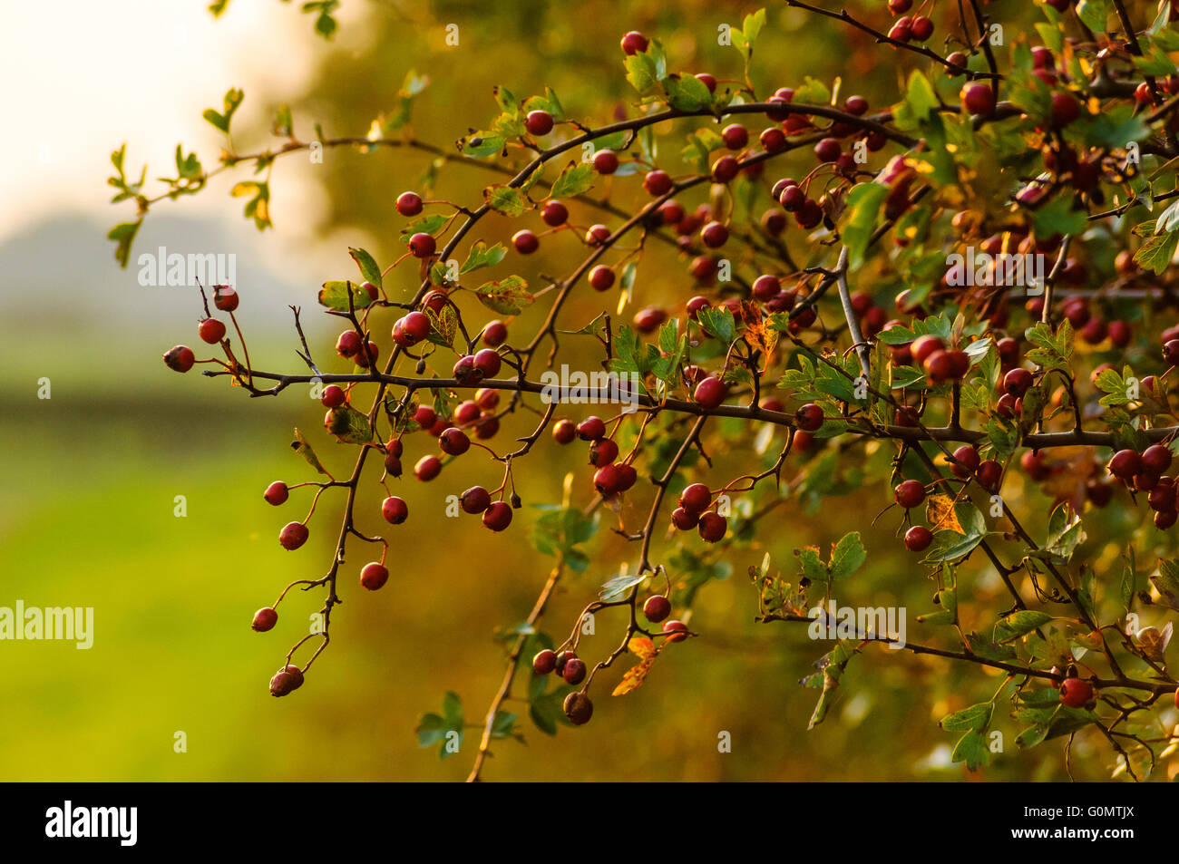 Rosehips on dog-rose (Rosa canina) in hedgerow near Garstang Lancashire UK Stock Photo