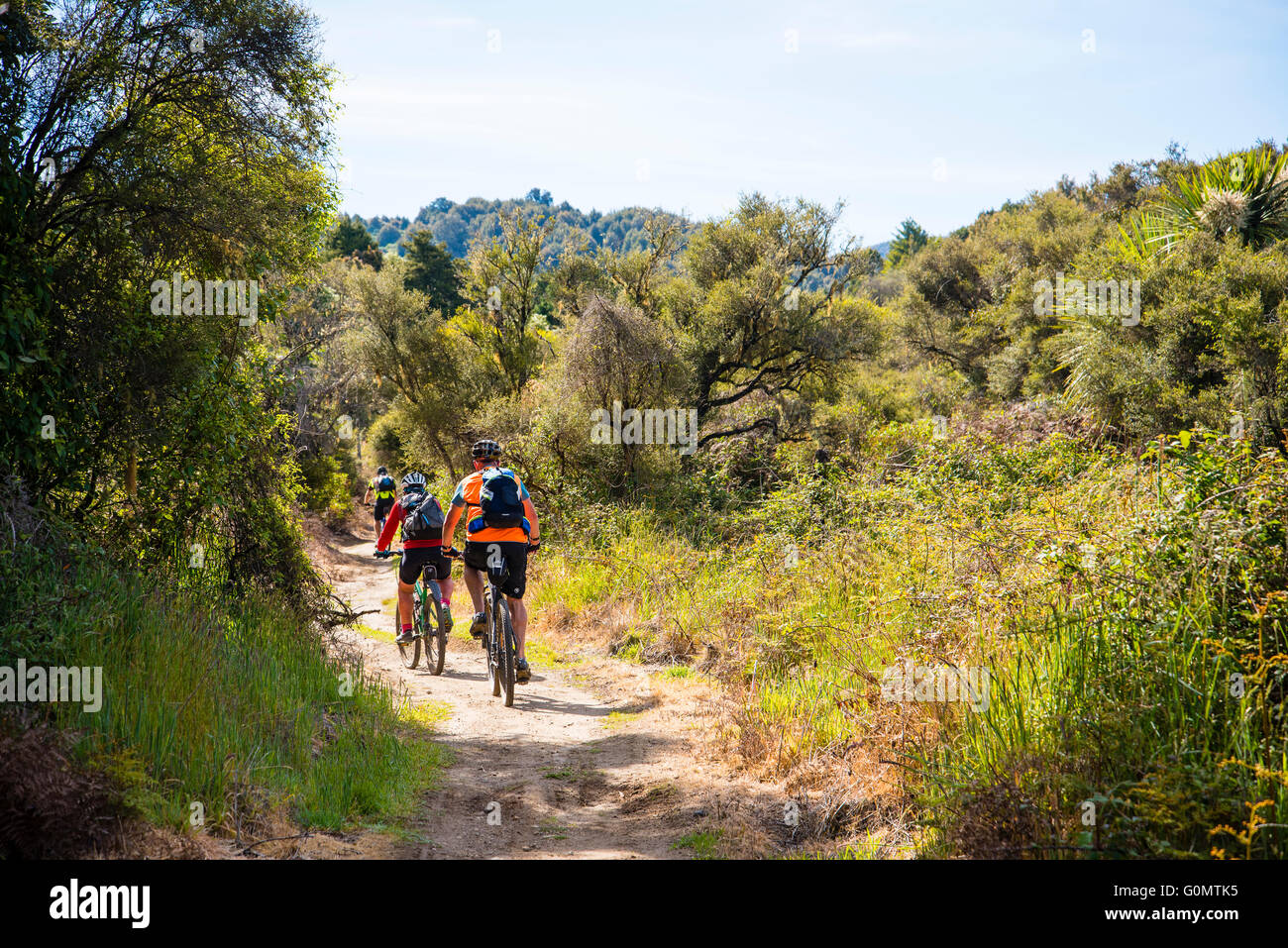 Mountain bikers on the Timber Trail in Pureora Forest Park North Island New Zealand Stock Photo