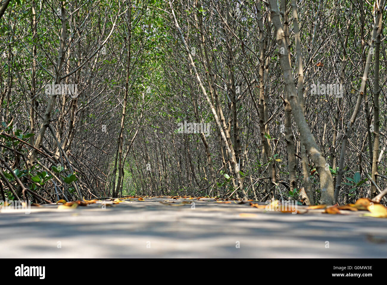 long wooden bridge walkway into mangrove forest Stock Photo