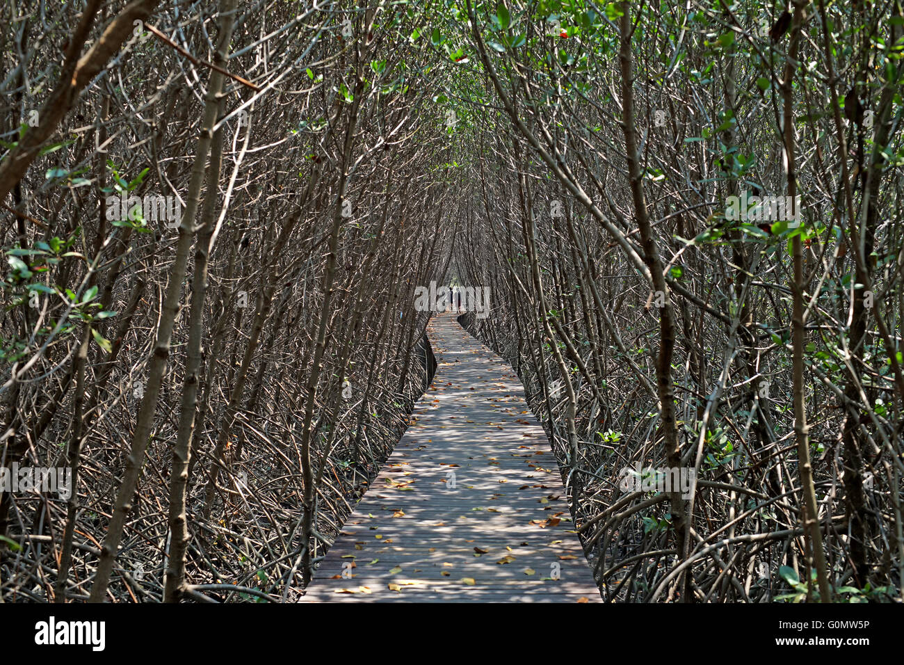 long wooden bridge walkway into mangrove forest Stock Photo