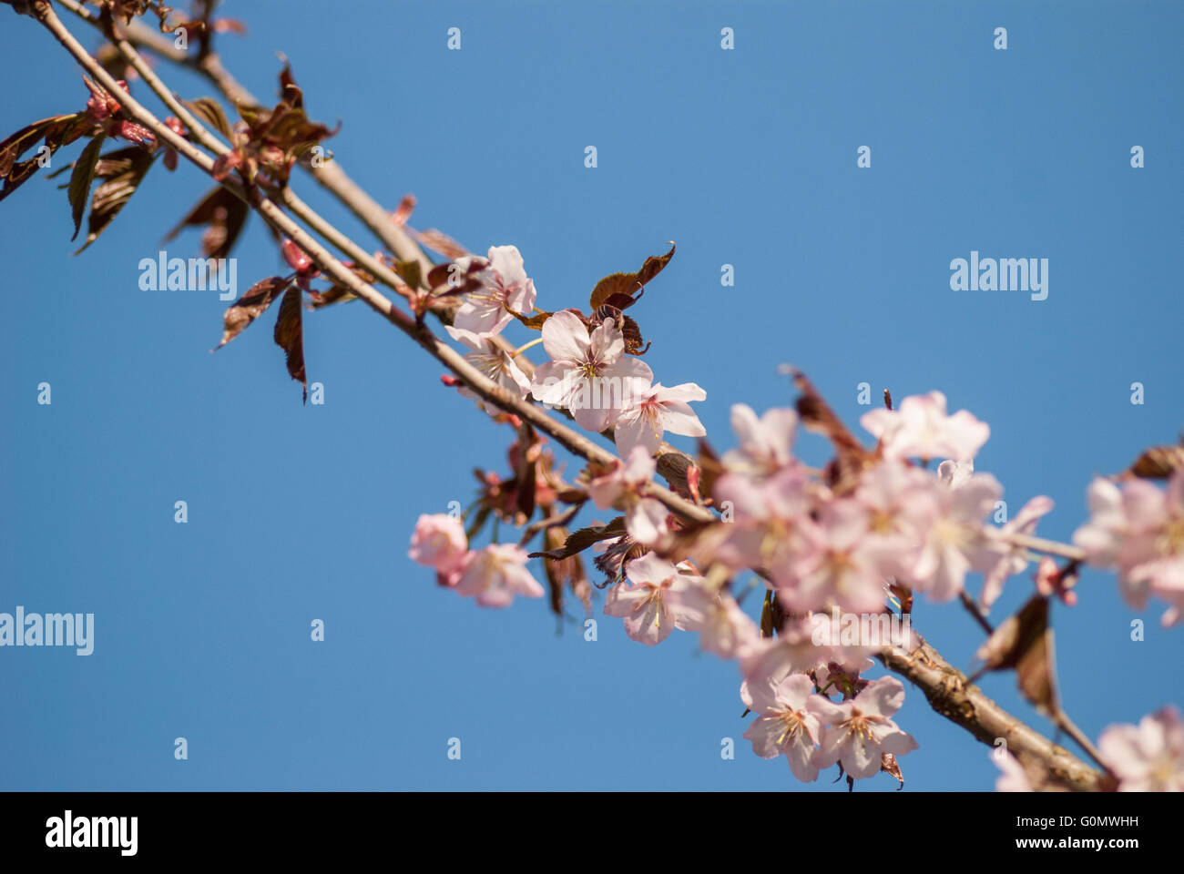 Cherry blossom or Sakura flower with blue sky Stock Photo - Alamy