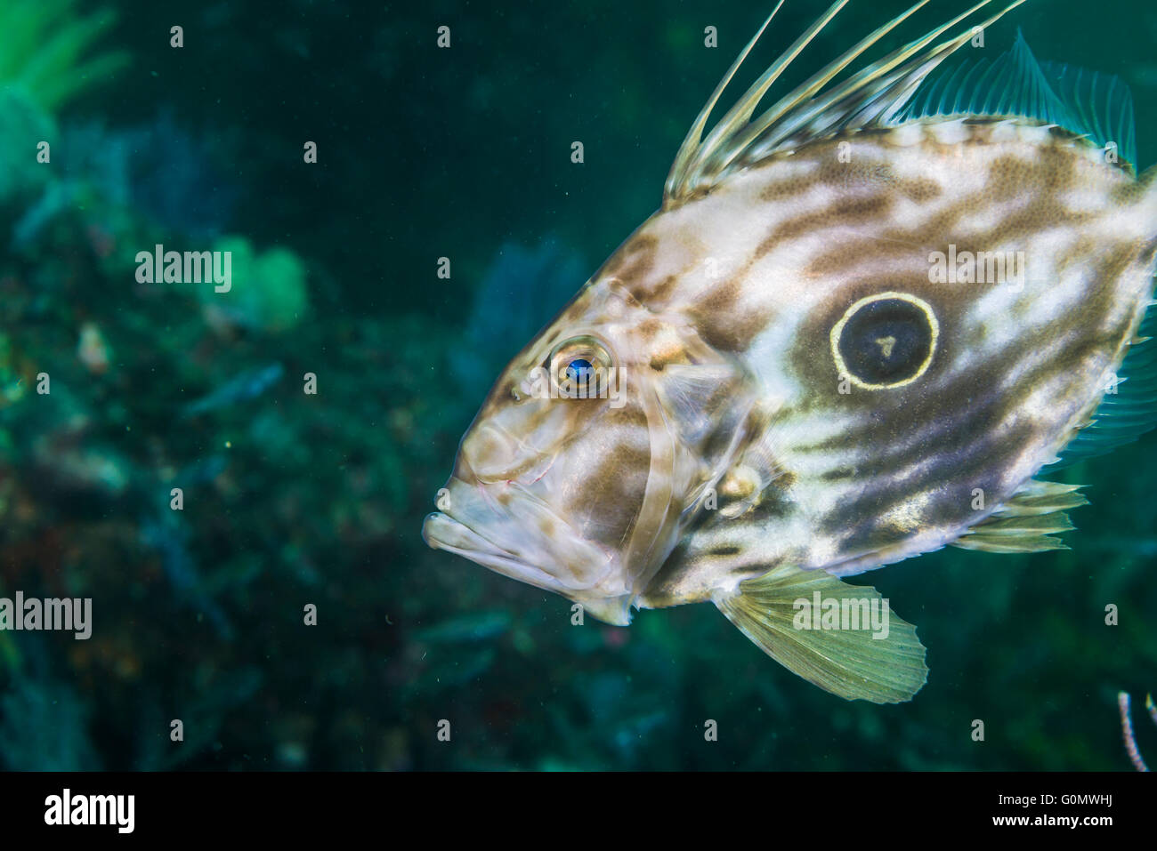 John Dory, also known as St Peter