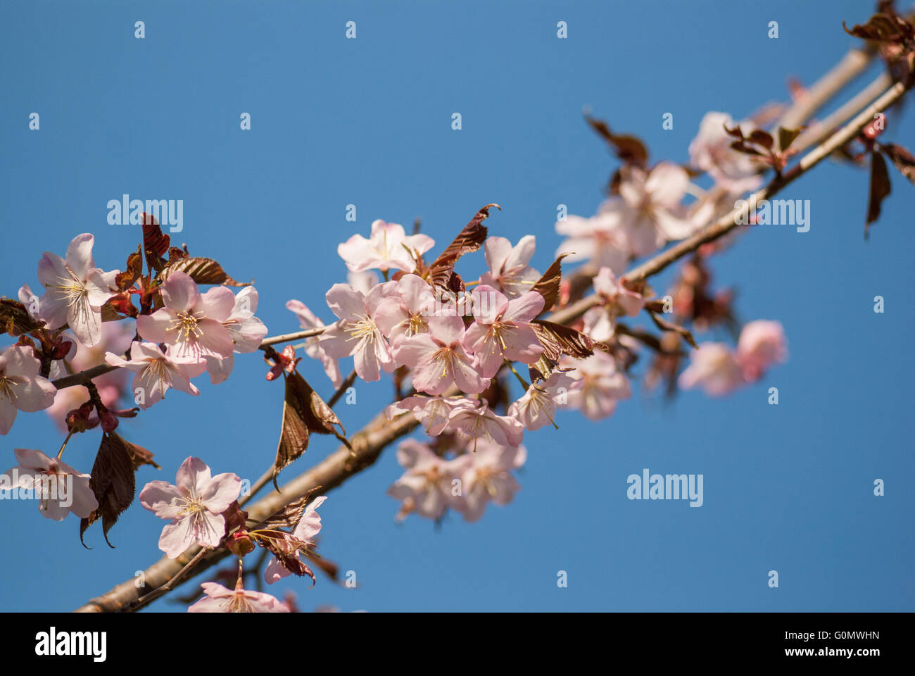 Cherry blossom or Sakura flower with blue sky Stock Photo - Alamy