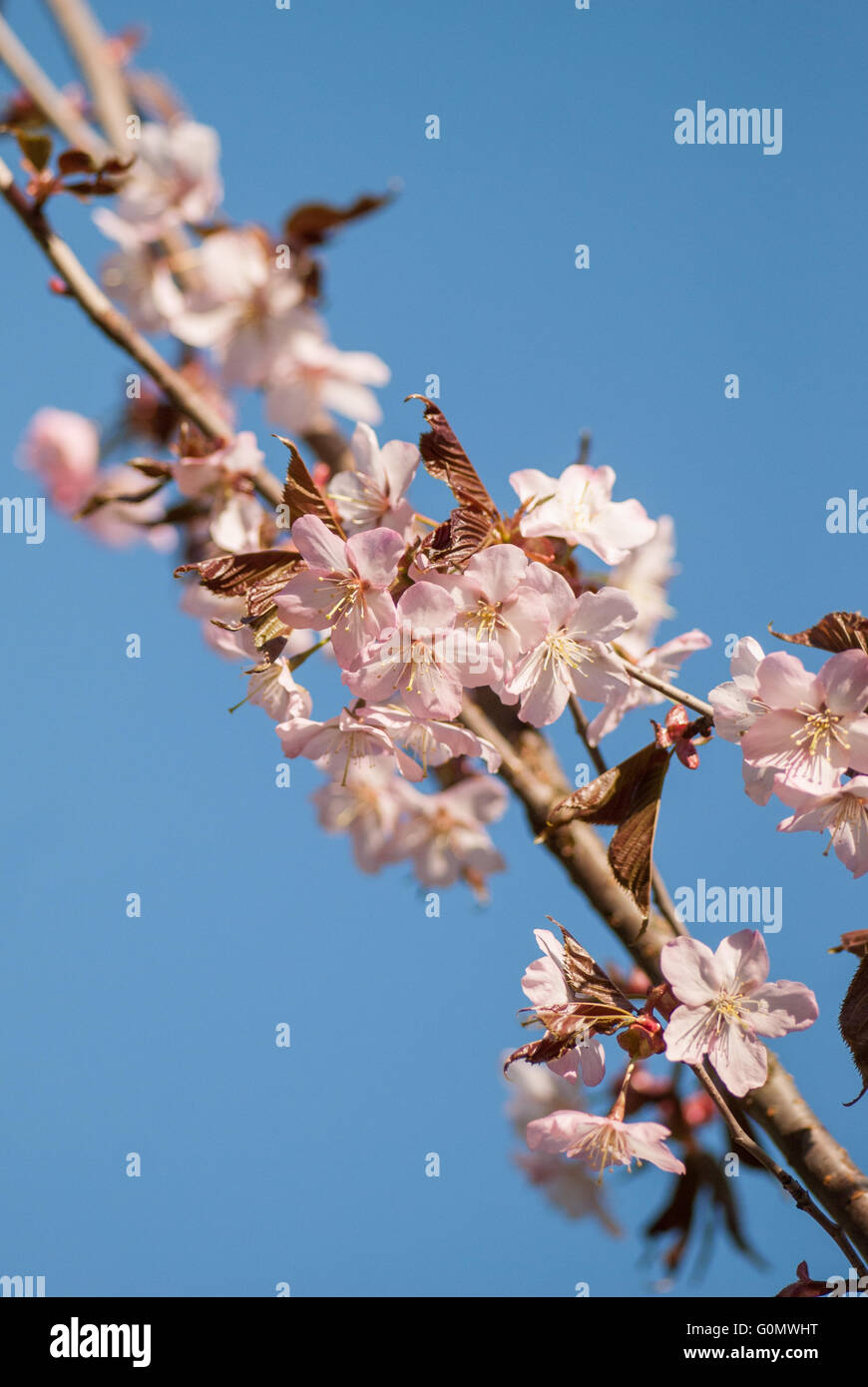 Cherry blossom or Sakura flower with blue sky Stock Photo - Alamy