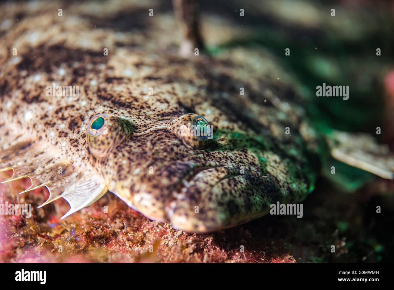 Paralichthys hires stock photography and images Alamy
