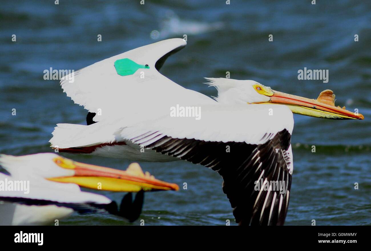 An American White Pelican with a tracking tag at Chase Lake National