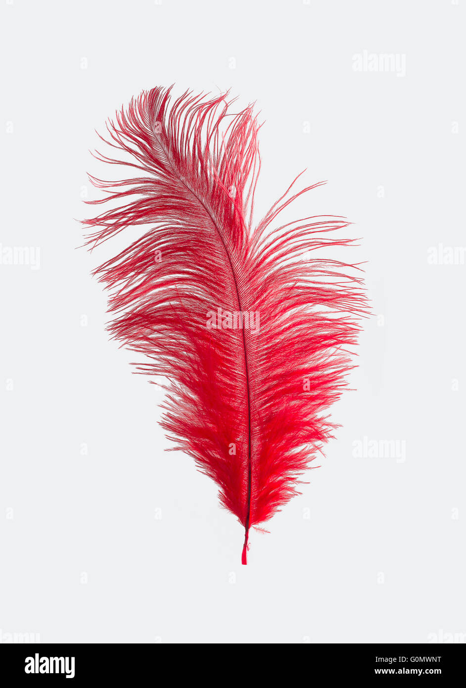 Red feathers Stock Photos, Royalty Free Red feathers Images