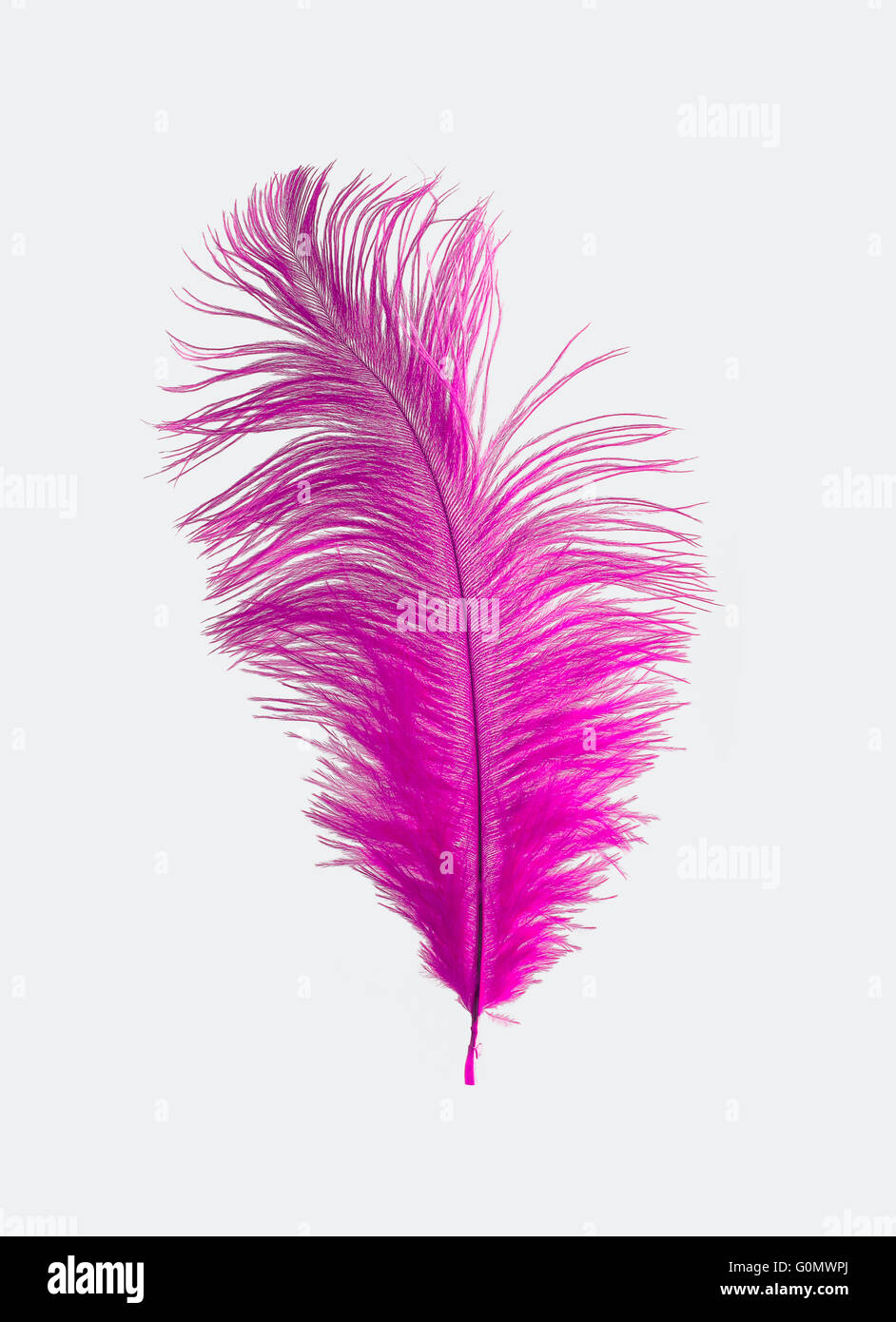 Magenta Ostrich Feather Isolated Stock Photo