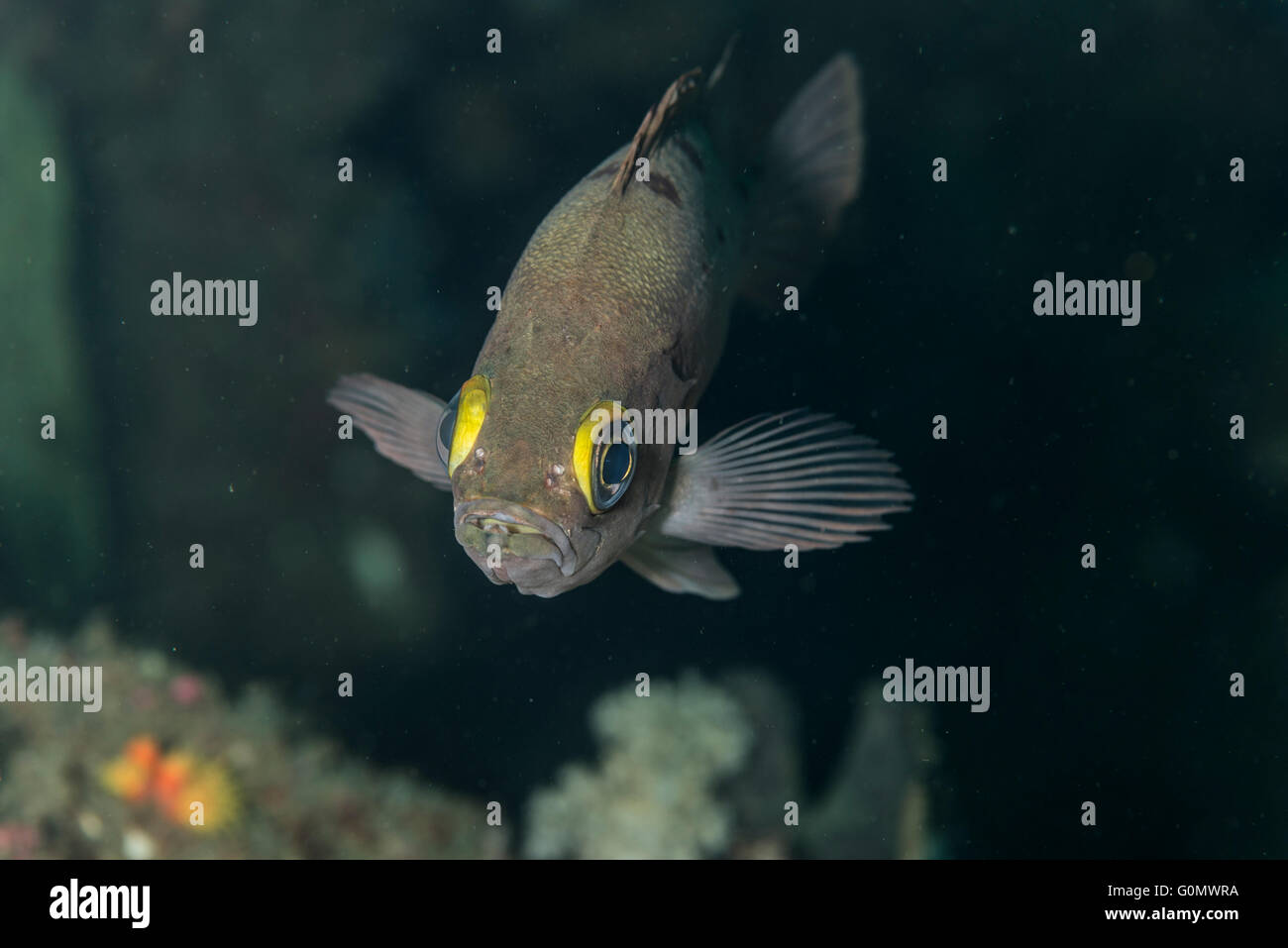 Rockfish. Scientific name : Sebastes inermis Cuvier,1829. at Owase, Mie, Japan. Depth 20m Stock Photo