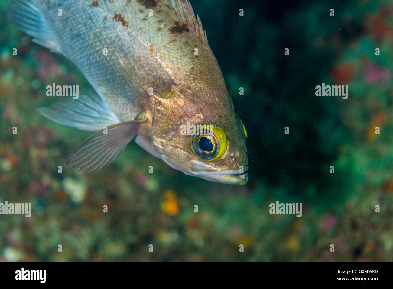Japanese red rockfish. Scientific name : Sebastes inermis Cuvier,1829. At Owase, Mie, Japan. Depth 20my Stock Photo