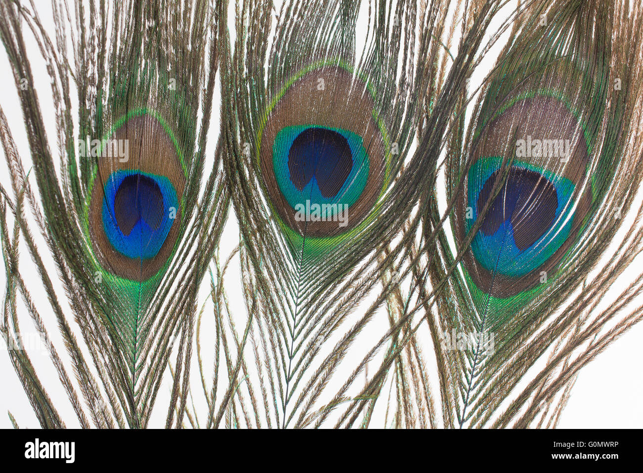 Close Up Peacock Feather Stock Photo