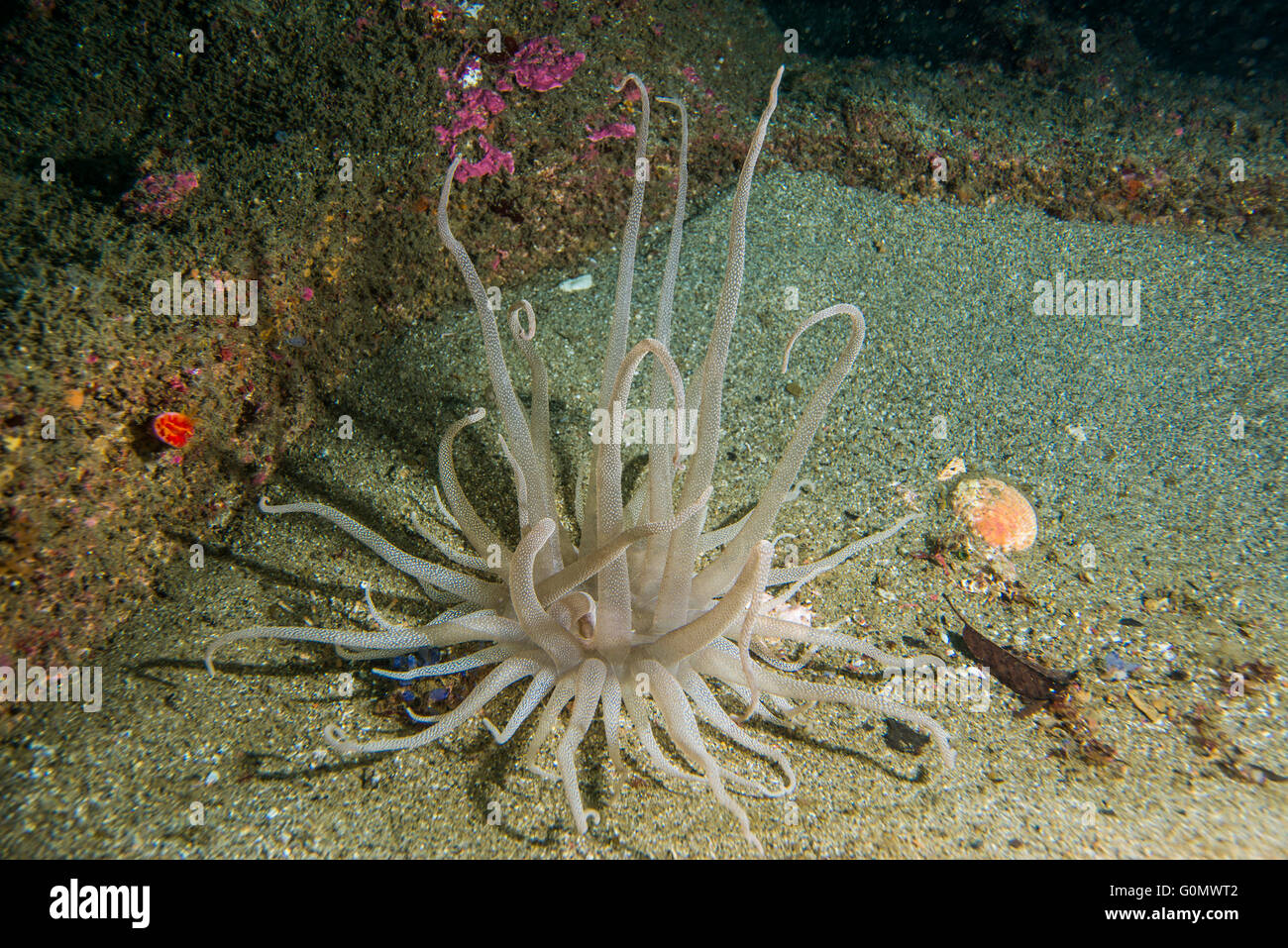 Armed Anemone. Scientific name : Dofleinia armata Wassilieff,1908. at artificial fish reef. Owase, Mie, Japan. Depth 23m Stock Photo
