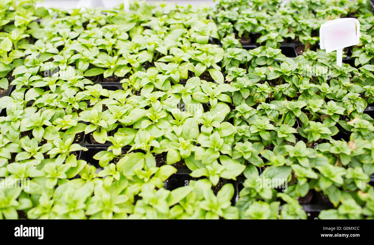 close up of seedlings in farm greenhouse Stock Photo - Alamy