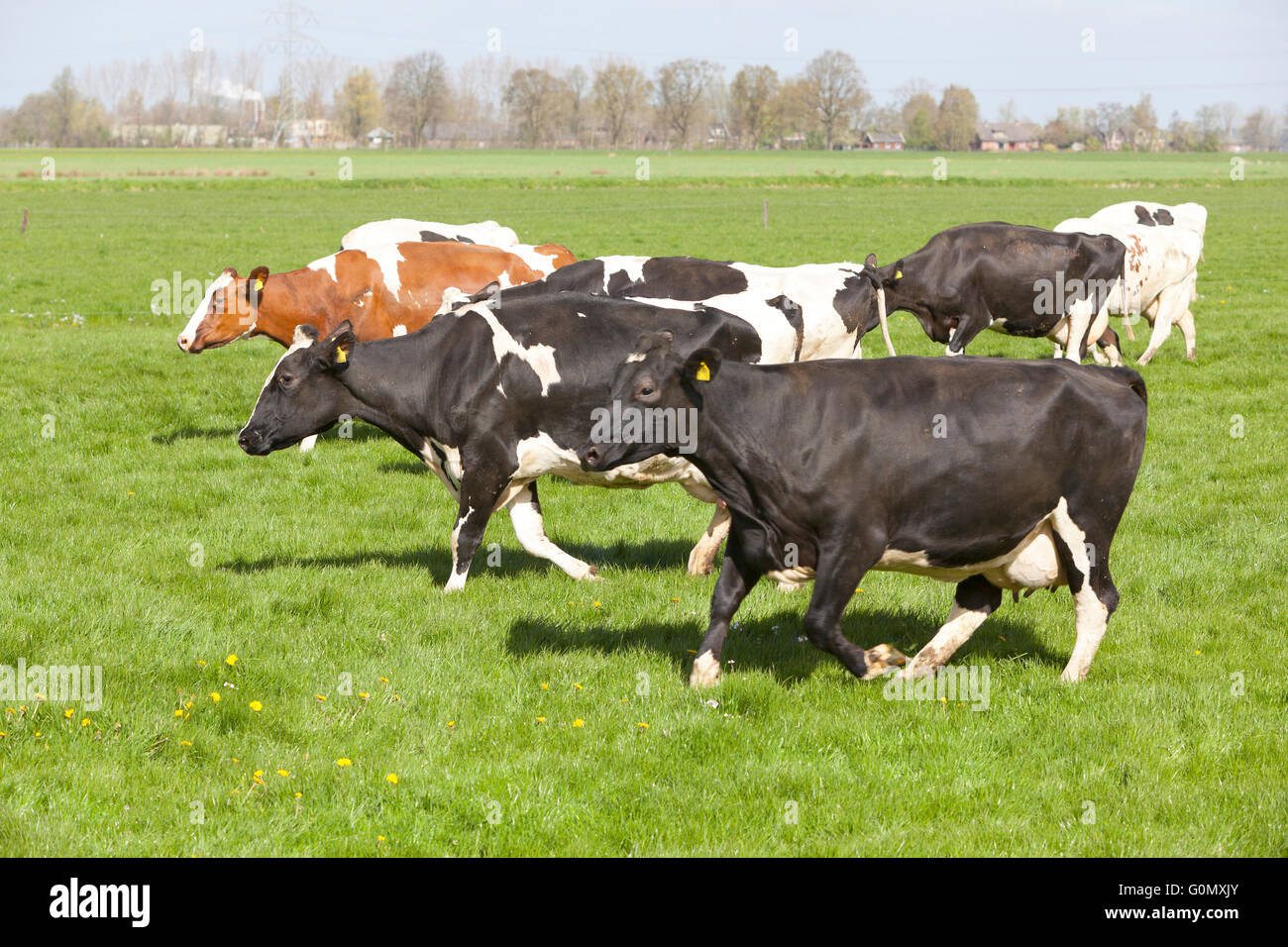 black and white cows dance and run in green grassy dutch meadow on ...