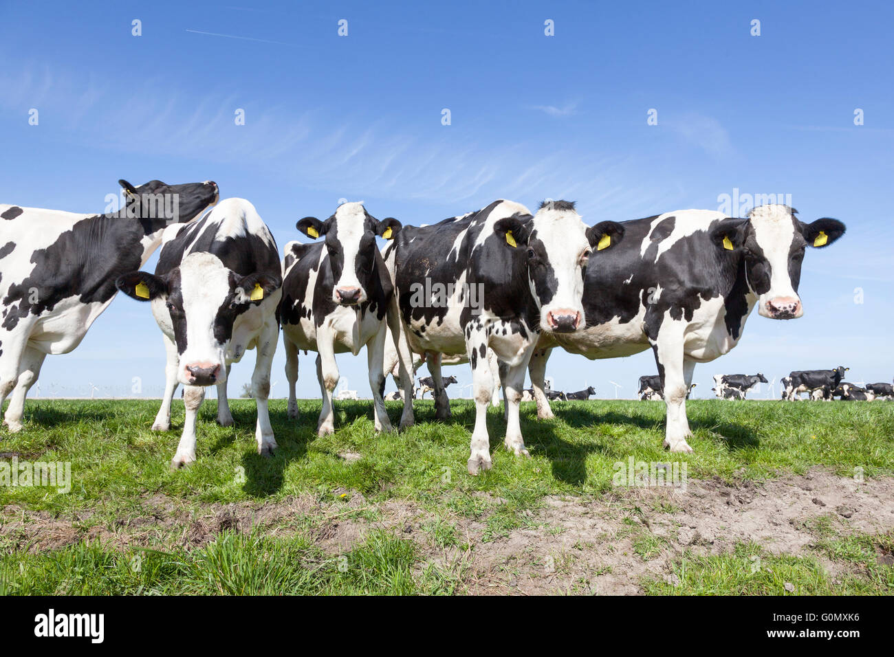 black and white cows stand and look in sunny dutch green meadow on ...