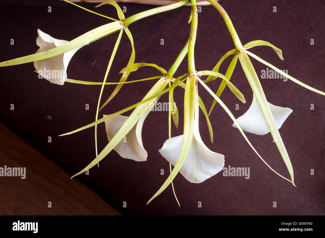 Btassavola nodosa orchid Stock Photo
