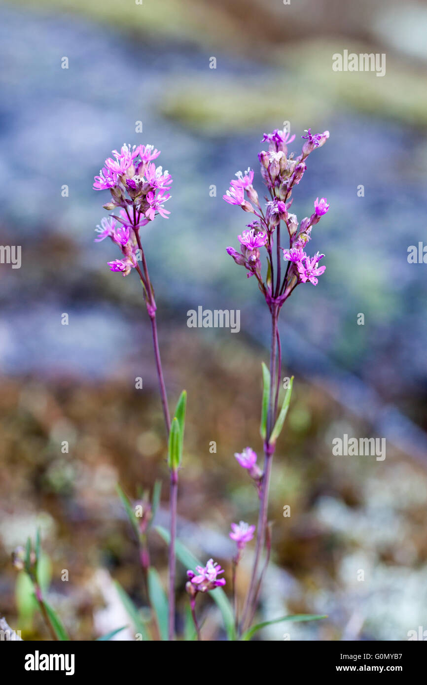 Alpine Catchfly (Lychnis alpina) Stock Photo