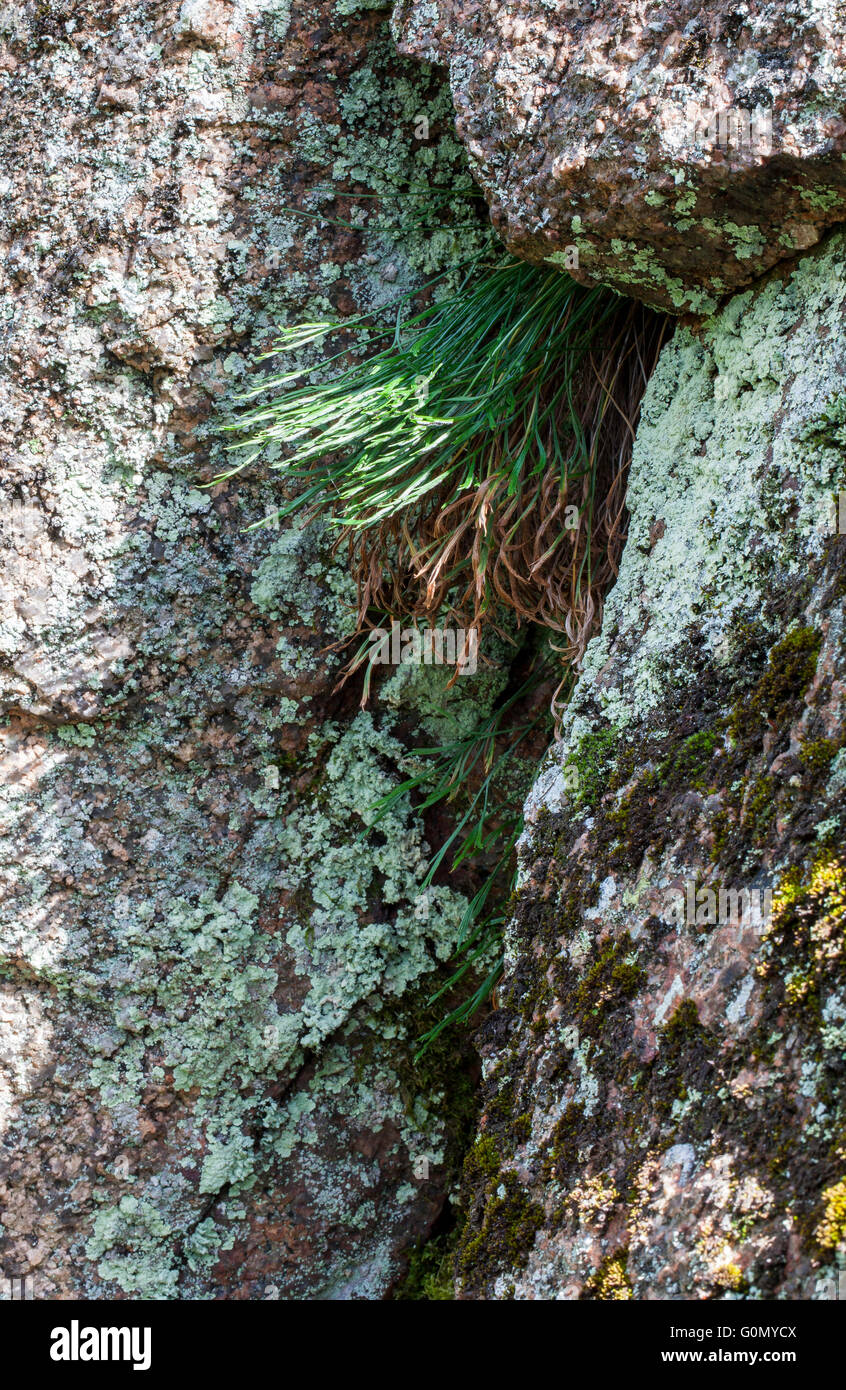Forked spleenwort (Asplenium septentrionale) Stock Photo