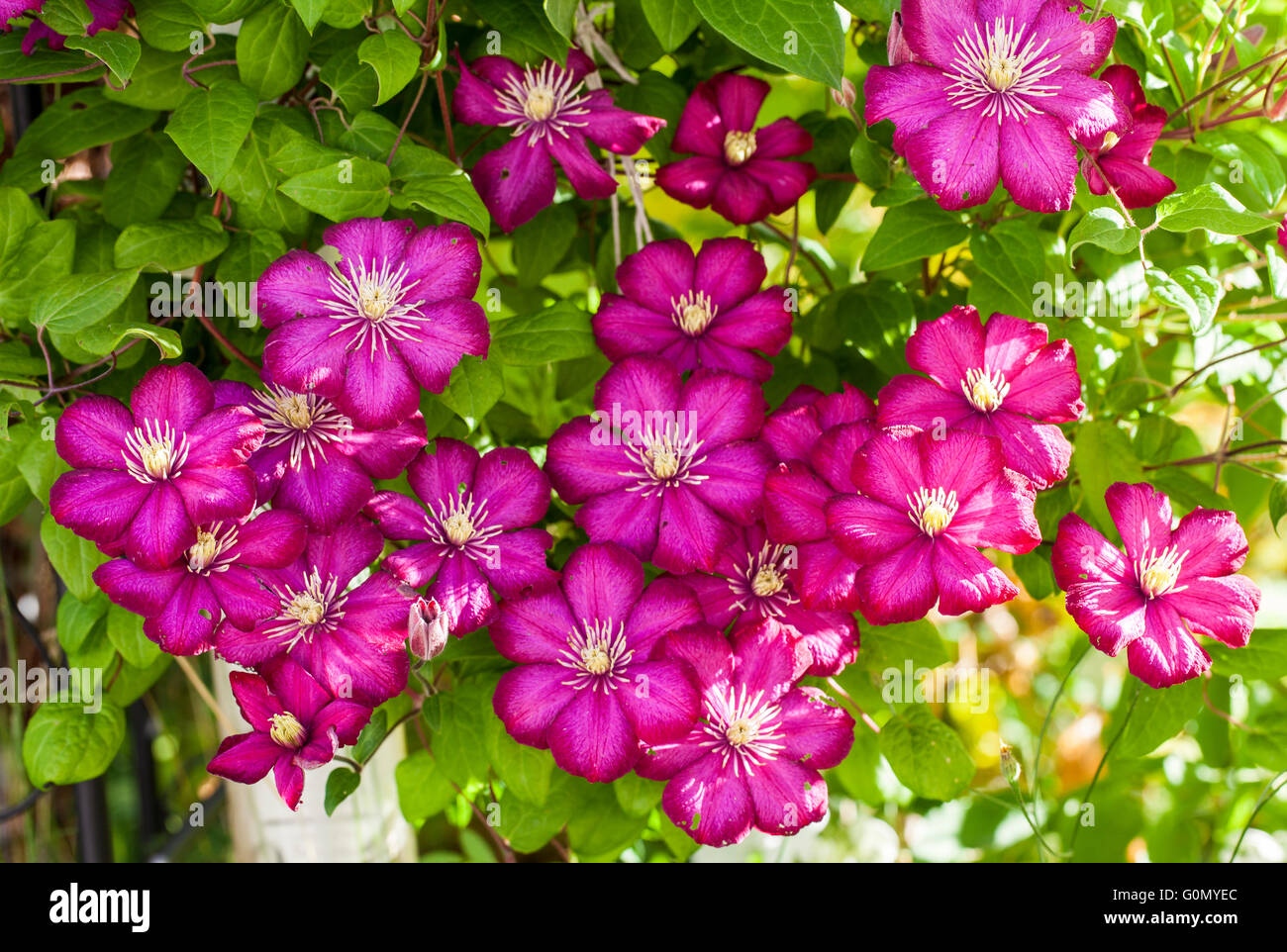 Ville De Lyon High Resolution Stock Photography And Images Alamy