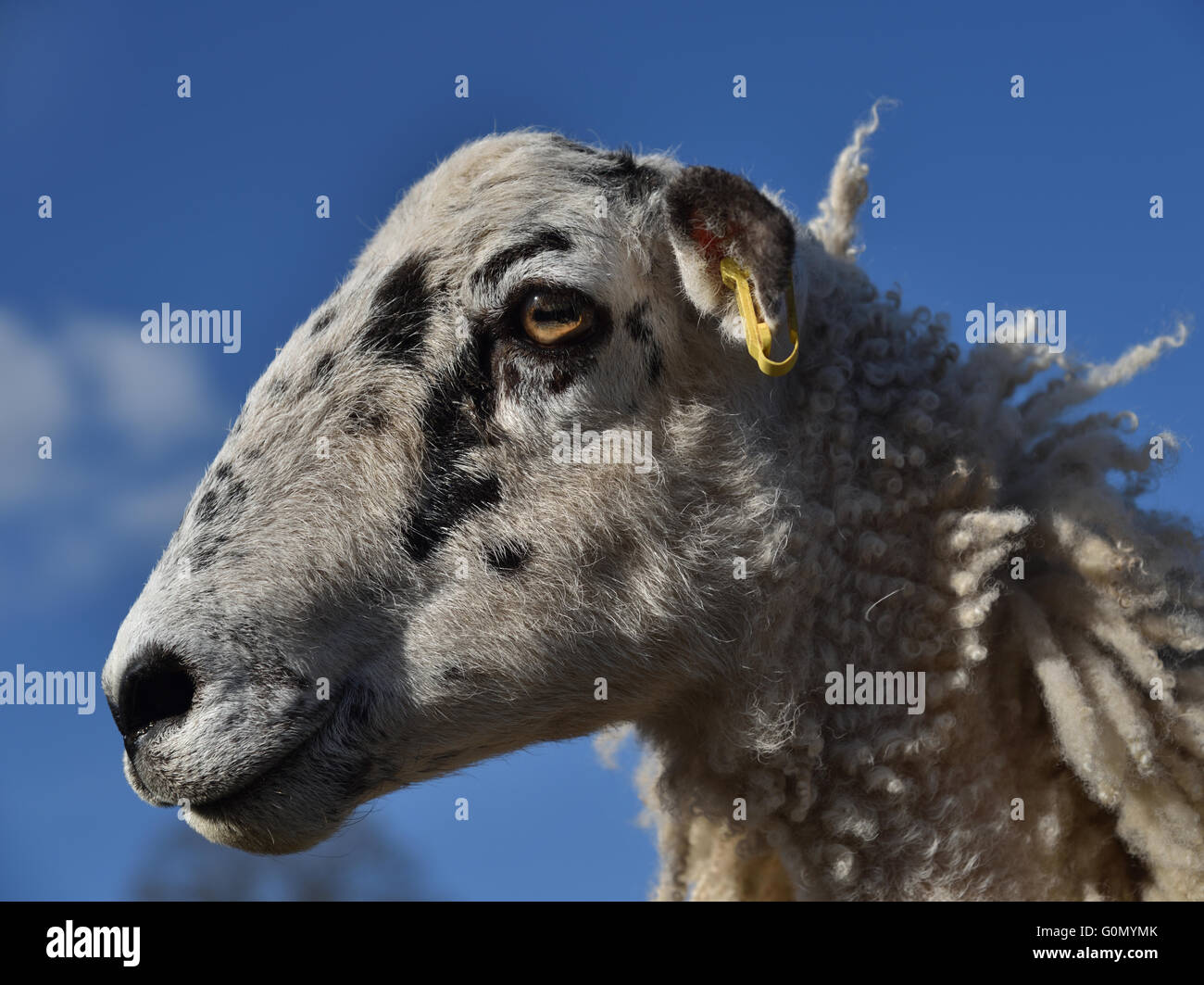 Sheep head profile, Howgill Fells, Sedbergh, Cumbria, Yorkshire Dales, England, UK. Stock Photo