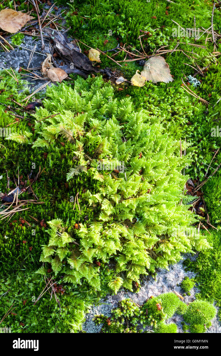 Feather moss (Ptilium crista-castrensis) Stock Photo