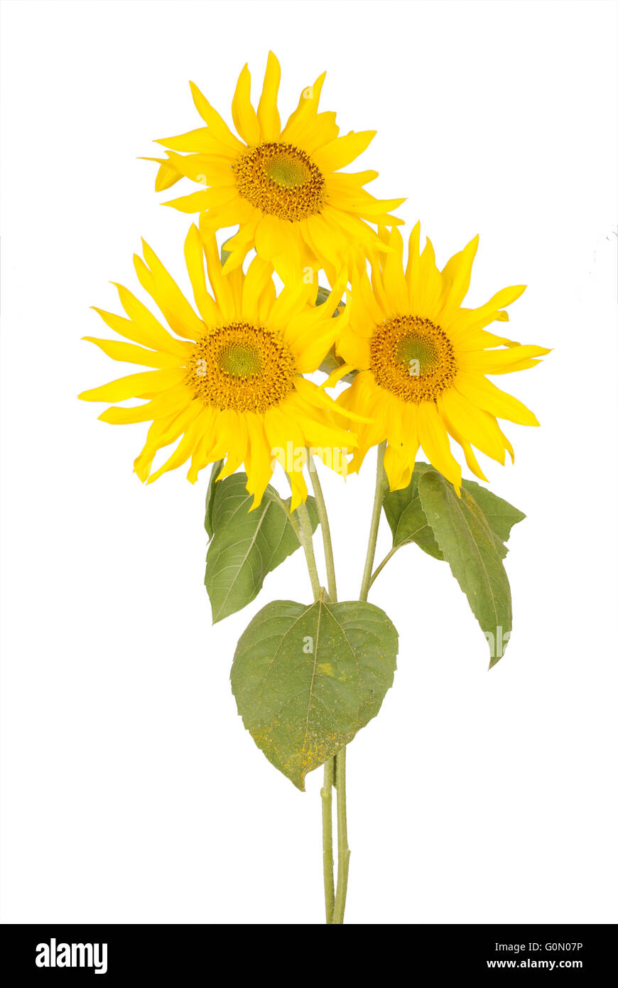 bouquet of three sunflowers isolated on white Stock Photo - Alamy