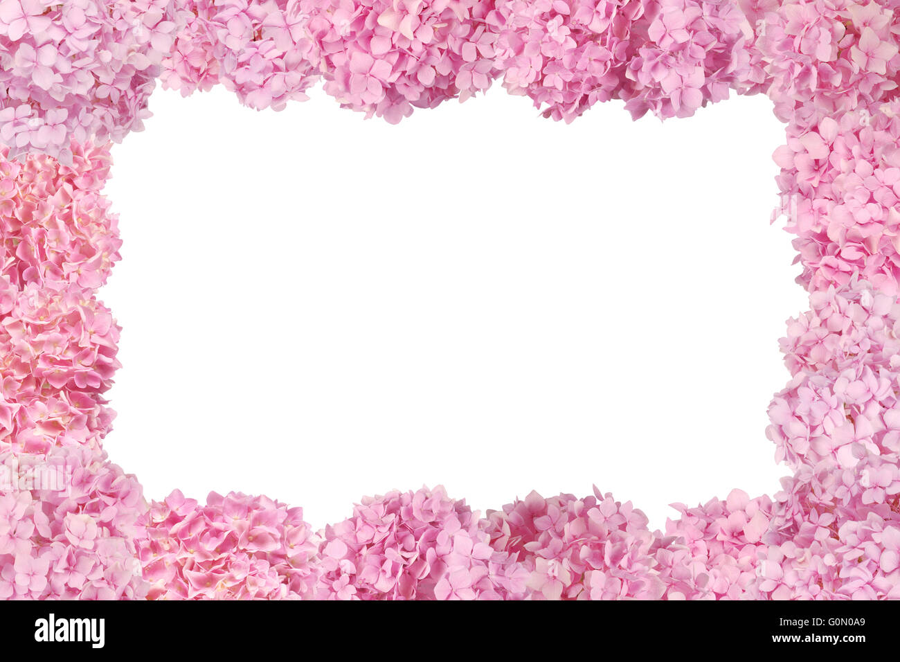 Beautiful Pink hydrangeas flower frame. Natural color. Isolated on ...