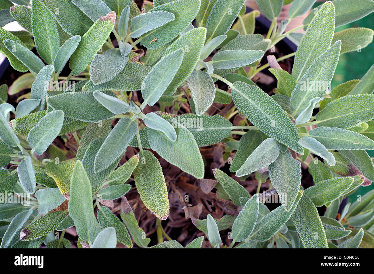 Looking down on a healthy organic garden sage plant growing in a pot