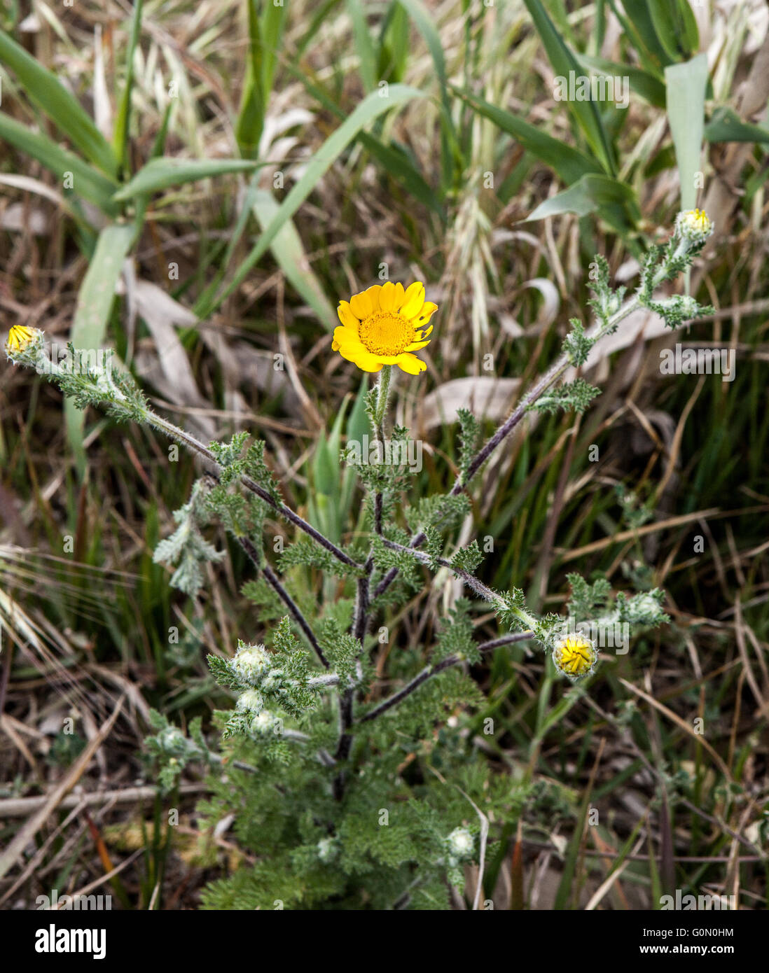 Anthemis species hi-res stock photography and images - Alamy