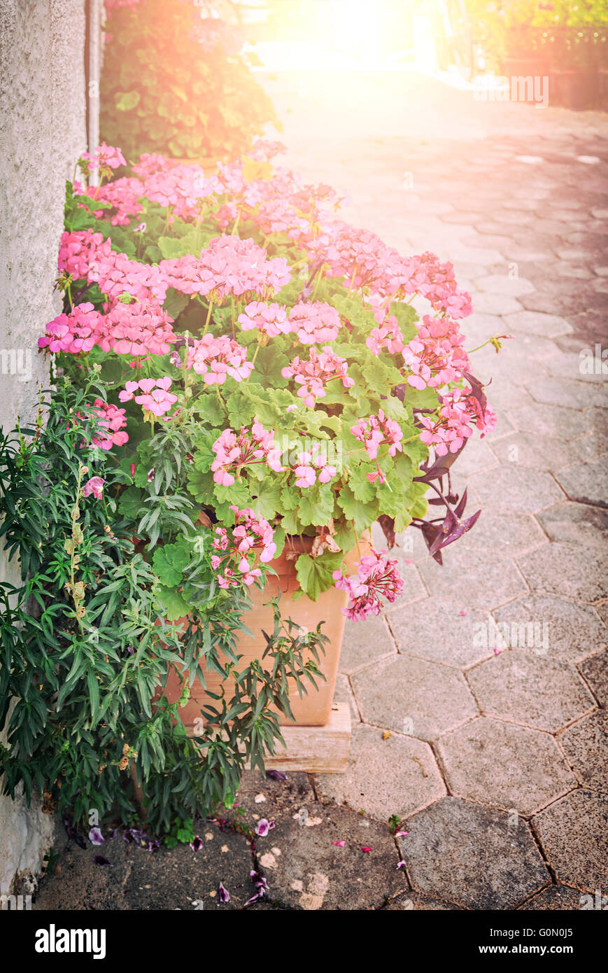 Image of a potted flower on a small village street. Vintage styled. Stock Photo