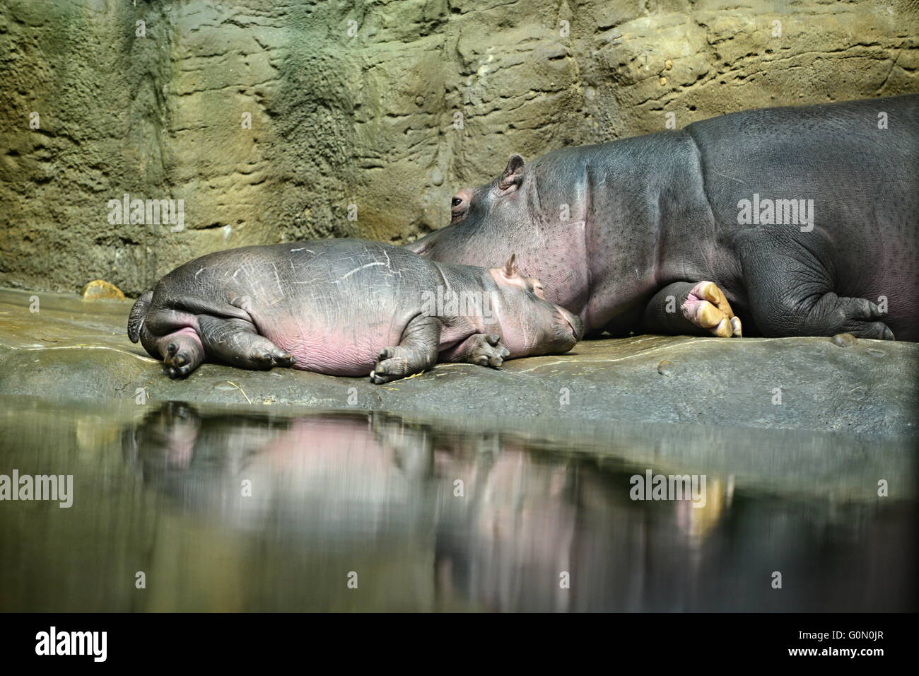 hippopotamus in Prague ZOO in czech republis Stock Photo
