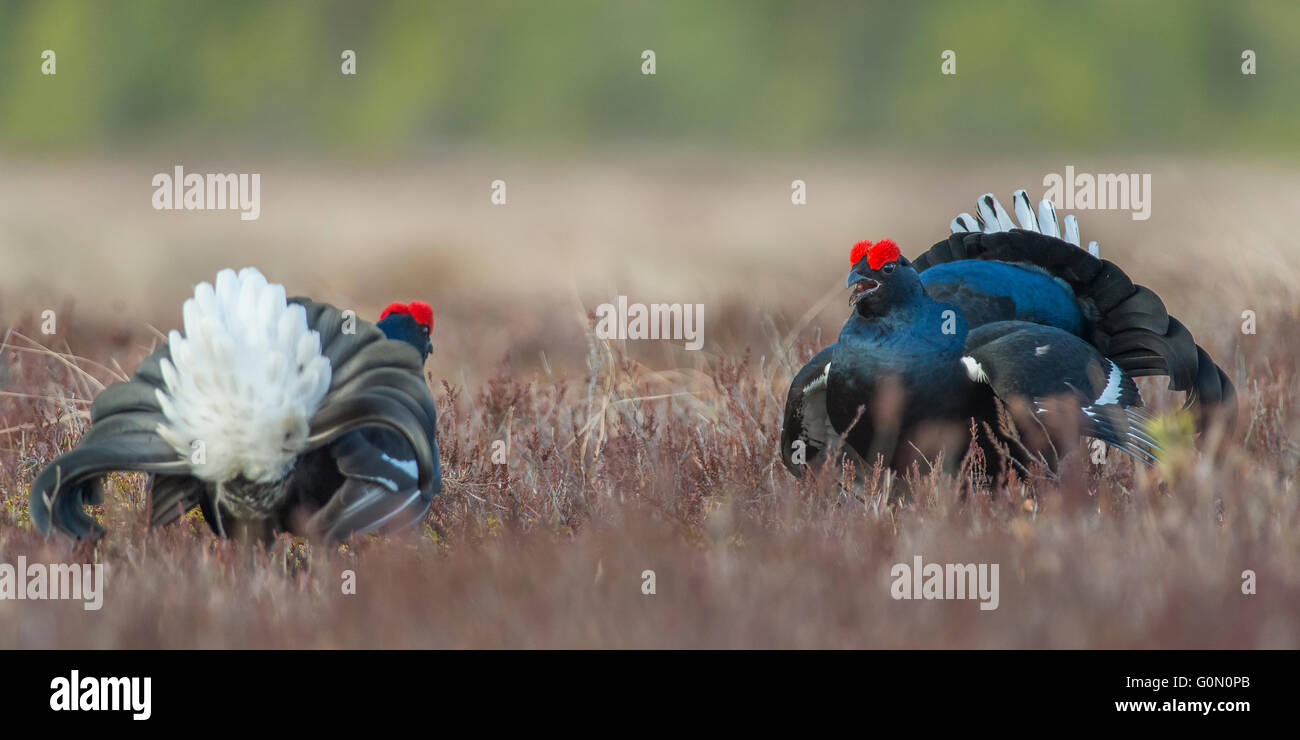 Black Grouse lekking in the swamp Stock Photo