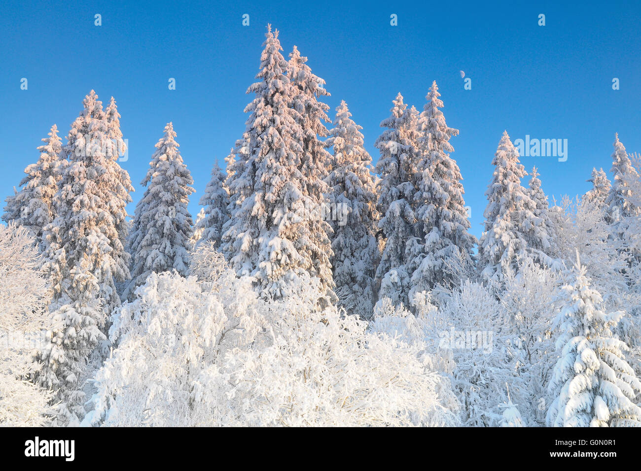 Snowy spruce trees in winter Stock Photo