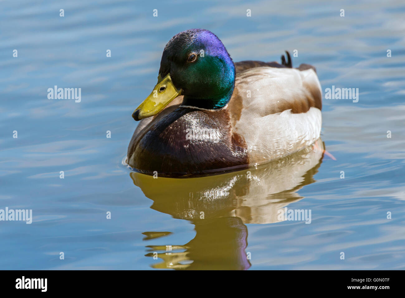 Malard anglesey north wales uk duck hi-res stock photography and images ...