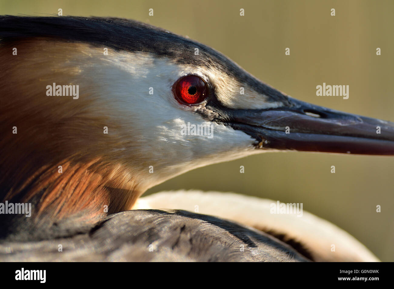 Great Crested Grebe in close Stock Photo