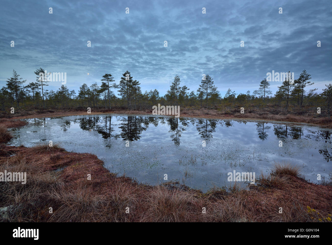 Moonset in the bog Stock Photo