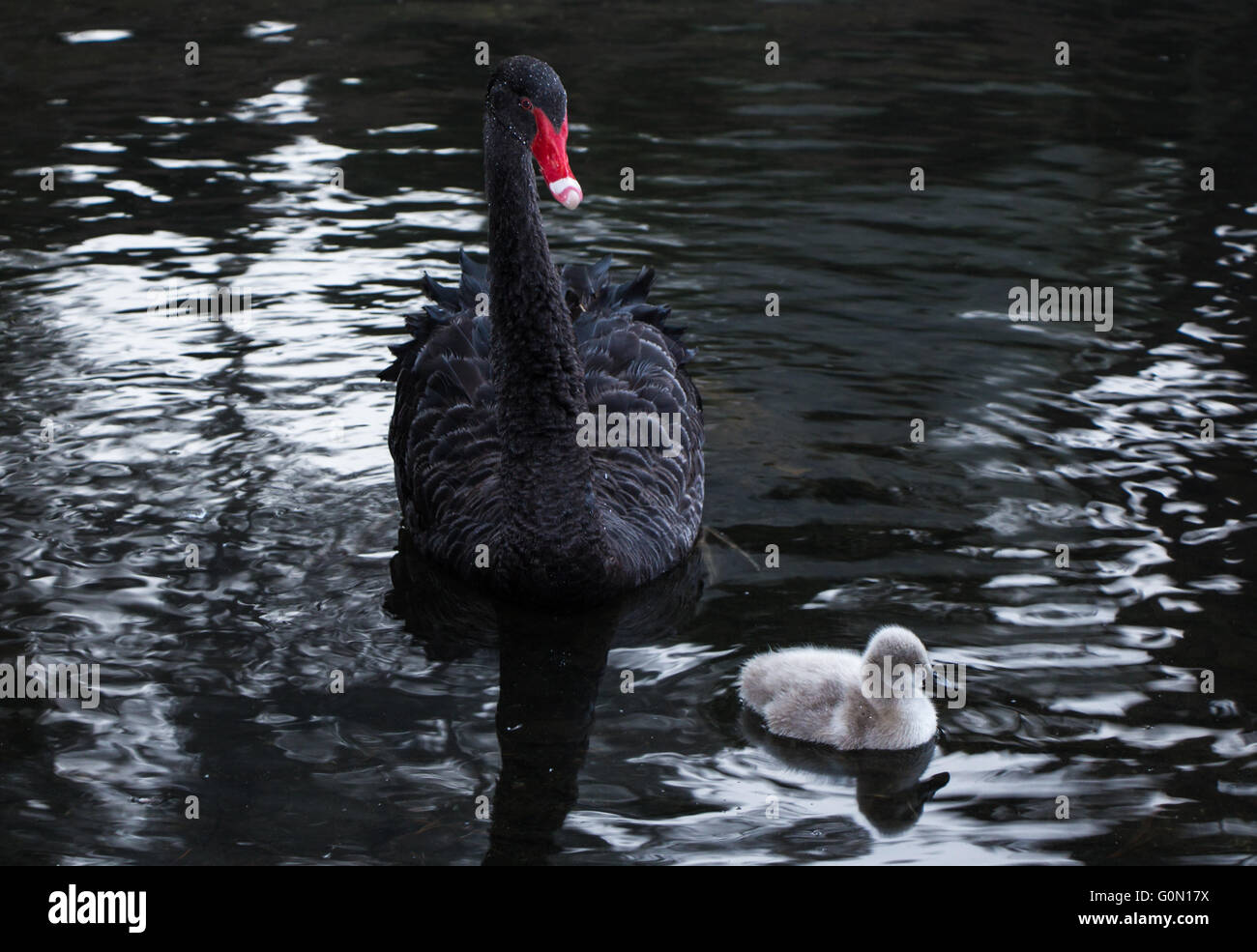 Mother black swan and her young swanling also called cygnets Stock Photo -  Alamy