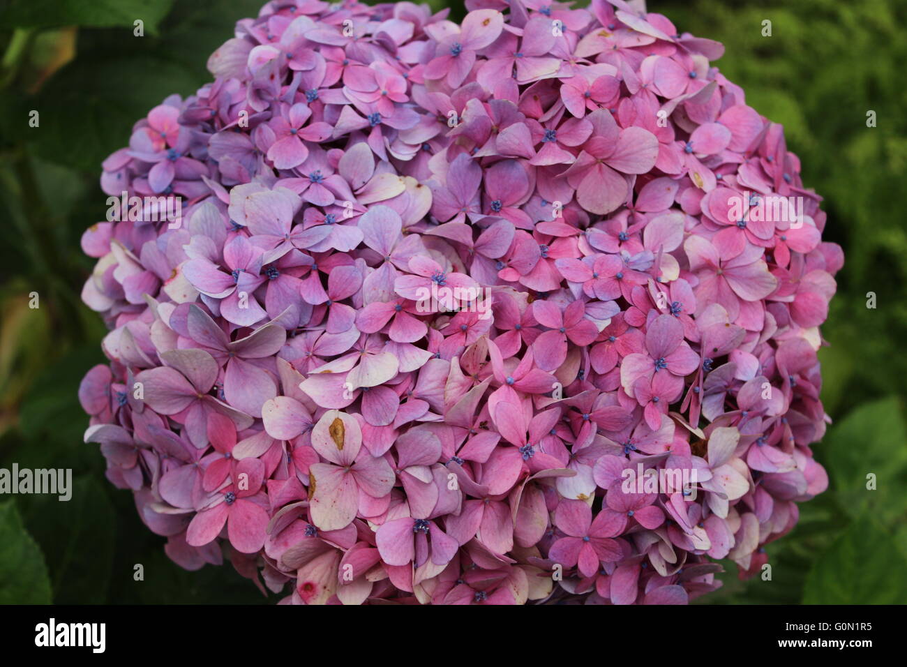 Hydrangea flowerhead Stock Photo