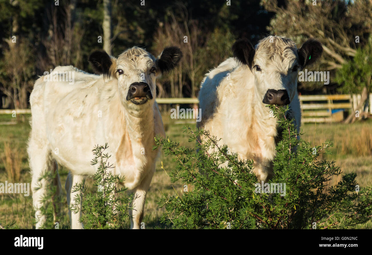 British white cattle hires stock photography and images Alamy