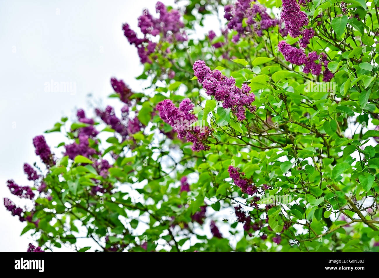 Lilac flowers blooming on lilac tree branch in early springtime Stock Photo