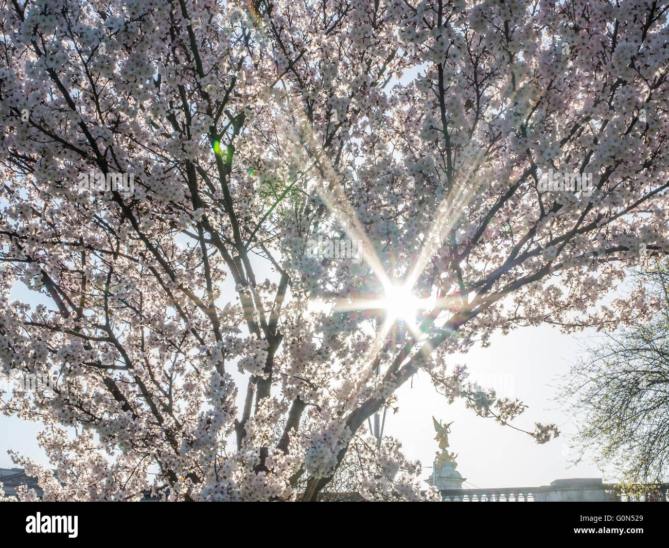 Cherry tree in st jamess park hi-res stock photography and images - Alamy