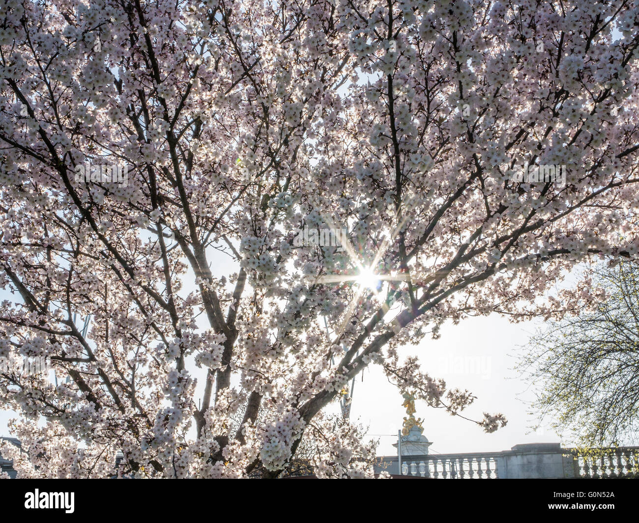 Cherry tree in st jamess park hi-res stock photography and images - Alamy