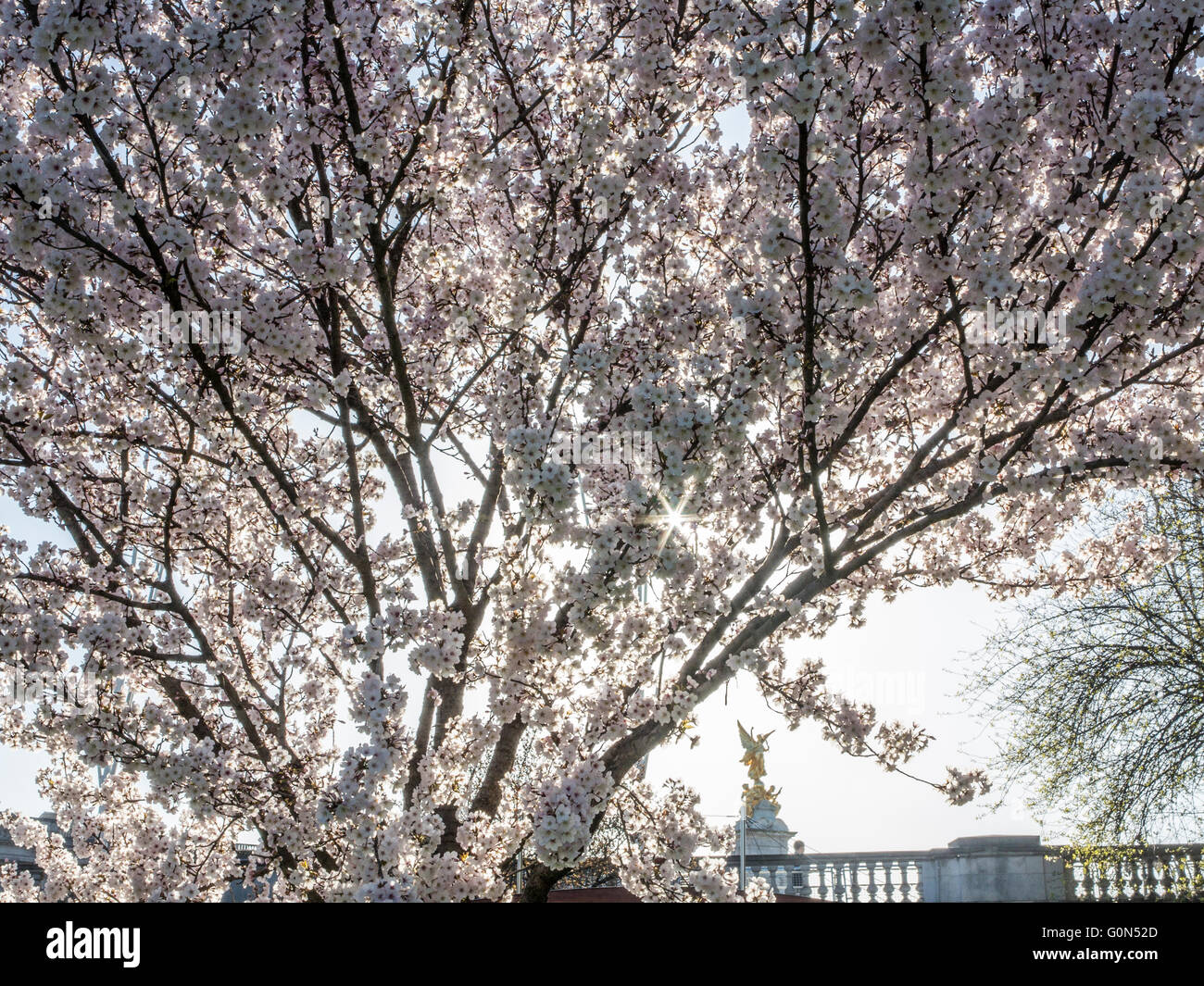 Cherry tree in st jamess park hi-res stock photography and images - Alamy